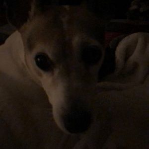 Meet your Posher, Julie